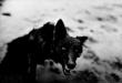 Formation RÉALISER UNE SÉRIE PHOTOGRAPHIQUE avec ANDERS PETERSEN – Formation en immersion: se mettre en situation de résidence artistique Formation RÉALISER UNE SÉRIE PHOTOGRAPHIQUE avec ANDERS PETERSEN – Formation en immersion: se mettre en situation de résidence artistique