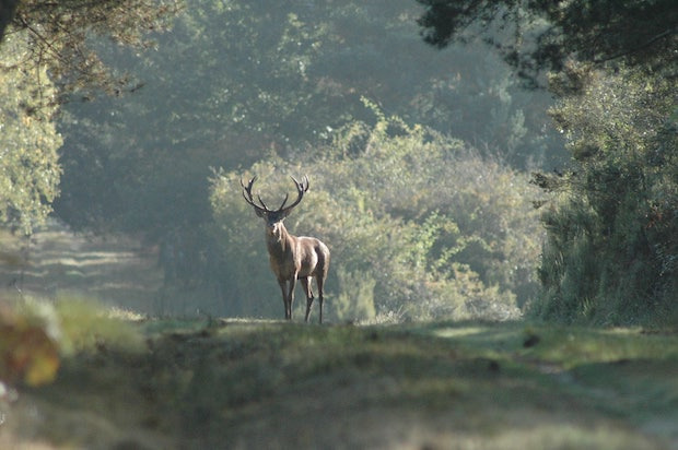 La majorité des cerfs élaphes présents aujourd’hui sur le territoire français sont issus de la souche chambourdine. Photo Domaine national de Chambord