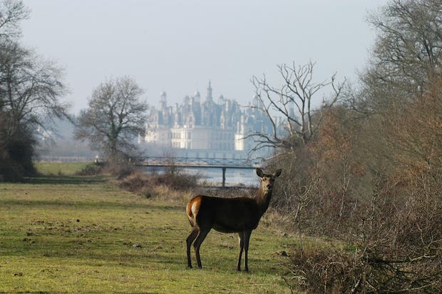 Le parc forestier a été conçu à l’origine pour être une réserve de chasse royale. Photo Domaine national de Chambord ©F. Forget