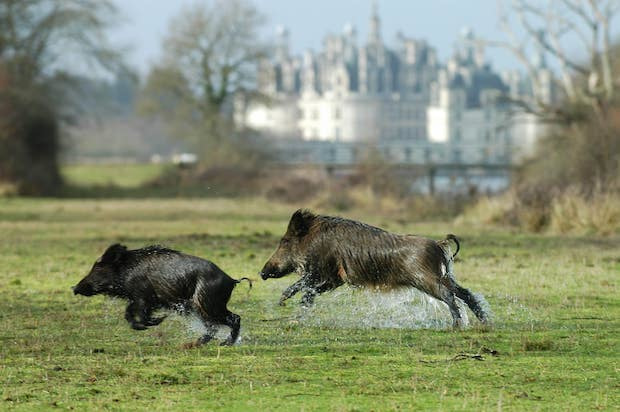 Le parc a aujourd’hui pour mission de préserver la biodiversité. Photo Domaine national de Chambord